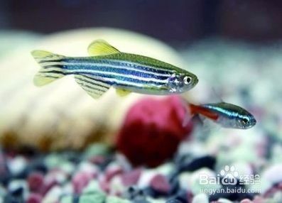 斑馬魚(yú)繁殖箱尺寸推薦，斑馬魚(yú)的繁殖箱尺寸推薦：斑馬魚(yú)繁殖箱尺寸推薦