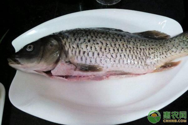 龍鳳鯉魚日常護(hù)理，如何判斷龍鳳鯉魚健康 觀賞魚市場（混養(yǎng)魚） 第3張