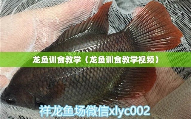 龍魚怎么訓練吃食兇猛，如何恢復龍魚的自然飲食習慣