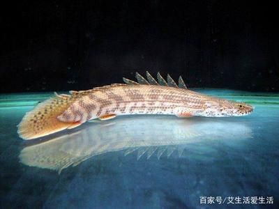 恐龍魚不喂食能活多久，恐龍魚在不喂食的情況下能存活幾周到一個月不等 龍魚百科 第2張