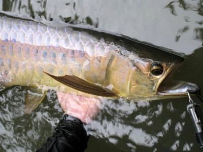 龍魚魚缸推薦品種有哪些，閩江水族魚缸品牌售后服務(wù)對比森森龍魚缸用戶評價(jià)匯總