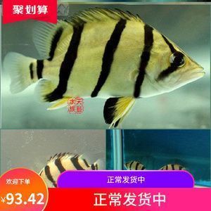 泰國虎魚喂養(yǎng)常見問題，泰國虎魚喂養(yǎng)常見問題及其解決方案