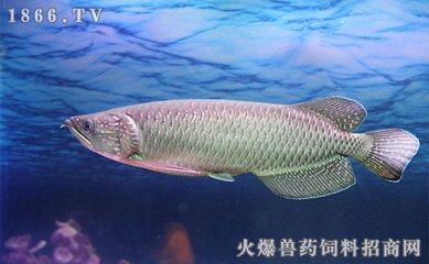 龍魚飼料魚怎么選擇，如何選擇龍魚飼料魚 虎魚百科 第4張