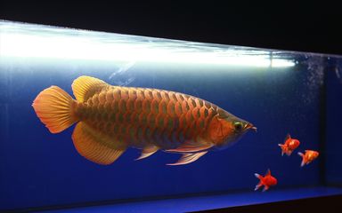 龍魚飼料魚怎么選擇，如何選擇龍魚飼料魚 虎魚百科 第3張