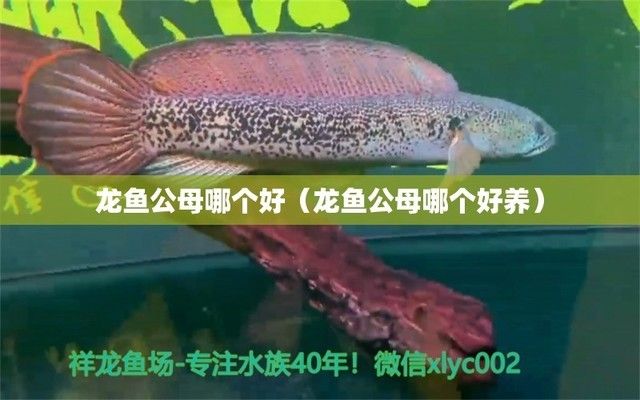 龍魚公母哪個(gè)好養(yǎng)活，公龍魚和母龍魚的區(qū)別 龍魚百科 第2張