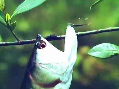 龍魚缸多高合適養(yǎng)魚，如何選擇適合的龍魚缸高度