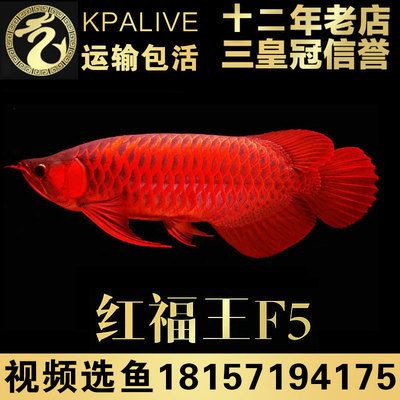 賽級紅龍魚，賽級紅龍魚價格波動因素如何鑒別高品質(zhì)紅龍魚 觀賞魚市場（混養(yǎng)魚） 第4張