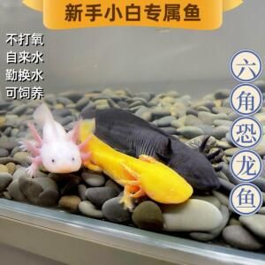 六角恐龍魚不愛動彈，六角恐龍魚不愛動彈可能由多種原因引起