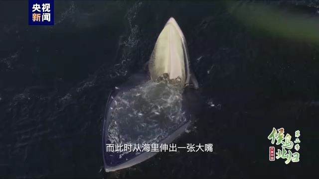 銀龍魚水霉病圖片，關(guān)于銀龍魚水霉病的問題 水族問答