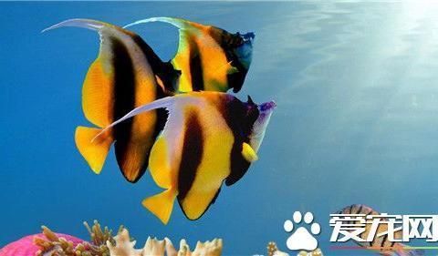 不同熱帶魚適宜水溫，不同種類的熱帶魚適宜水溫調(diào)節(jié)方法熱帶魚水溫控制技巧 虎魚百科 第2張