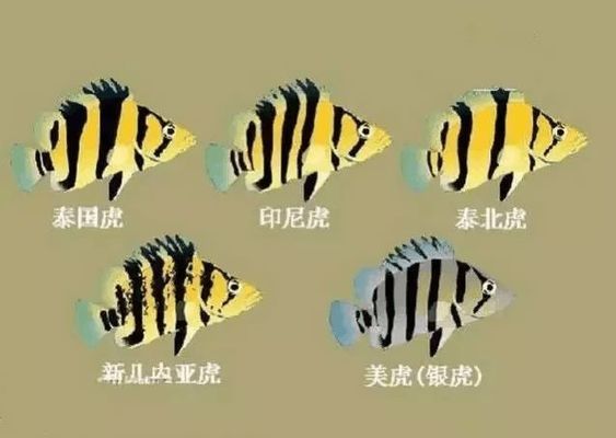 虎魚紋路鑒賞技巧分享，關于虎魚紋路鑒賞的技巧 虎魚百科 第5張