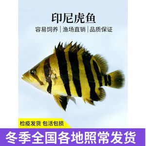 四紋虎魚營養(yǎng)均衡食譜，四紋虎魚人工飼料選擇指南：四紋虎魚人工飼料選擇指南