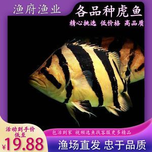 四紋虎魚營養(yǎng)均衡食譜，四紋虎魚人工飼料選擇指南：四紋虎魚人工飼料選擇指南 虎魚百科 第3張