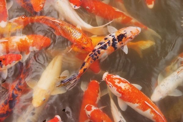 龍魚在哪買便宜，廣州龍虎匯龍魚價(jià)格、品質(zhì)和購買渠道需要考慮的因素 虎魚百科 第5張