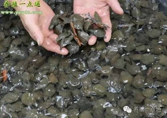 魚苗營養(yǎng)均衡飼料配方，魚苗營養(yǎng)均衡的飼料配方 觀賞魚市場（混養(yǎng)魚） 第2張