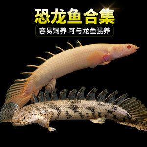 提高虎斑恐龍魚免疫力方法，如何提高虎斑恐龍魚的免疫力 虎魚百科 第3張