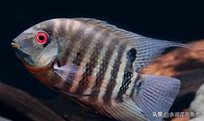 噴點(diǎn)菠蘿魚，噴點(diǎn)菠蘿魚是一種常見的觀賞魚，以其獨(dú)特的外觀和色彩而受人們喜愛