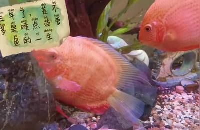 噴點菠蘿魚，噴點菠蘿魚是一種常見的觀賞魚，以其獨特的外觀和色彩而受人們喜愛 觀賞魚市場（混養(yǎng)魚） 第5張