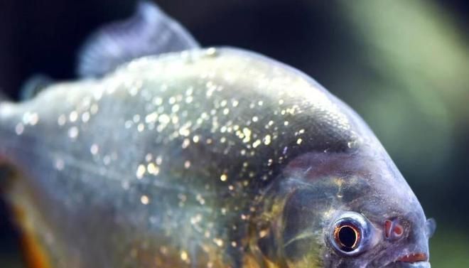 不同觀賞魚(yú)品種的攻擊性比較，觀賞魚(yú)品種的攻擊性 虎魚(yú)百科 第2張