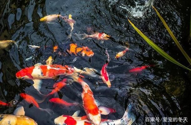 大正錦鯉魚日常護(hù)理要點(diǎn)，日常護(hù)理要點(diǎn) 觀賞魚市場(chǎng)（混養(yǎng)魚） 第5張