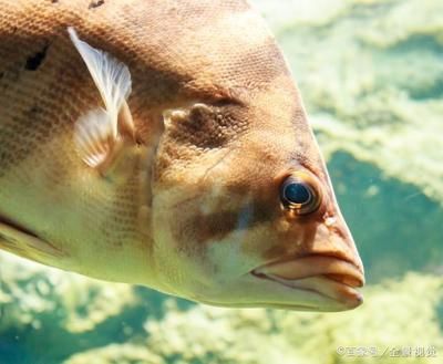 蘇虎魚(yú)人工飼料適應(yīng)訓(xùn)練，蘇虎魚(yú)人工飼料適應(yīng)人工飼料的訓(xùn)練步驟和注意事項(xiàng) 虎魚(yú)百科 第4張