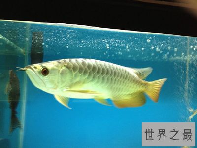 金龍魚(yú)怎么喂養(yǎng)，金龍魚(yú)的喂養(yǎng)需要注意以下幾點(diǎn) 龍魚(yú)百科 第5張