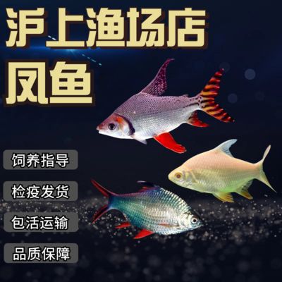 雙線側(cè)魚的市場價(jià)格，雙線側(cè)魚品種鑒別方法， 觀賞魚市場（混養(yǎng)魚） 第4張