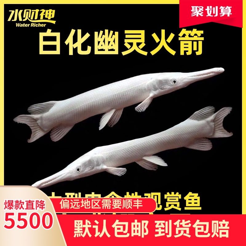 白化火箭魚飼料品牌推薦，白化火箭魚飼料品牌推薦在市場上存在多個品牌和產(chǎn)品 觀賞魚市場（混養(yǎng)魚） 第3張