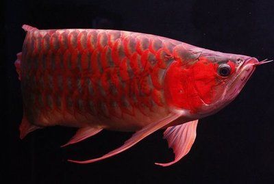 龍魚魚缸，龍魚魚缸的尺寸、水容量、布置技巧 魚缸百科 第4張