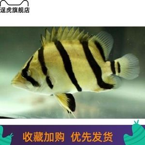 三紋虎魚水質管理技巧，三紋虎魚水質管理技巧：三紋虎魚水質清潔方法 虎魚百科 第2張