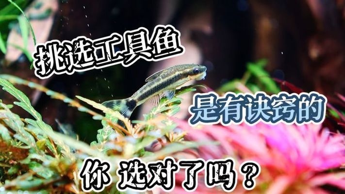 龍魚缸除藻工具魚，龍魚缸除藻工具魚推薦