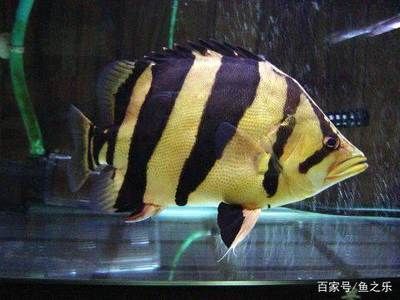 虎魚微量元素攝取途徑，虎魚微量元素對免疫力的影響 虎魚百科 第2張