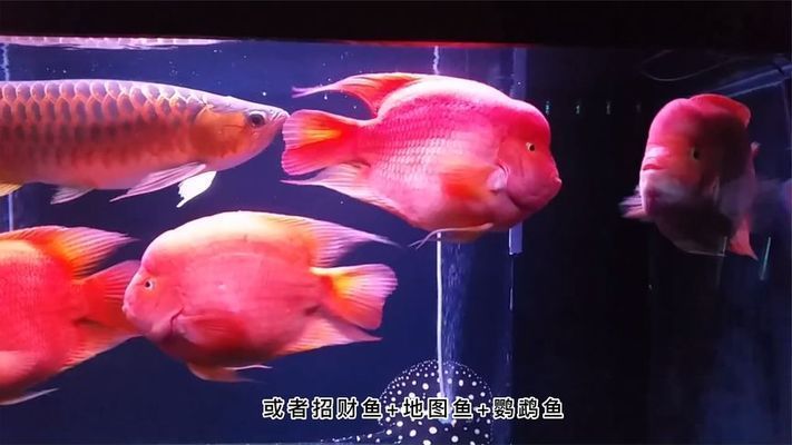 鸚鵡魚混養(yǎng)的最佳伴侶，鸚鵡魚混養(yǎng)的最佳伴侶包括哪些魚類與鸚鵡魚一起生活 虎魚百科 第1張