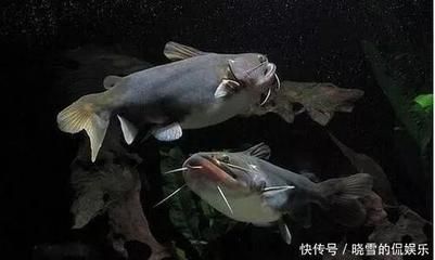 大嘴鯨魚飼養(yǎng)環(huán)境要求，大嘴鯨魚混養(yǎng)的風險有哪些 觀賞魚市場（混養(yǎng)魚） 第2張