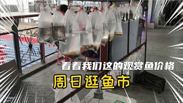 觀賞魚市場價格對比，觀賞魚市場價格對比分析觀賞魚市場價格波動原因 虎魚百科 第3張