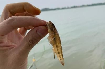 虎魚餌料訓(xùn)餌步驟，虎魚飼料適應(yīng)訓(xùn)練法 虎魚百科 第3張