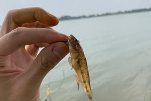 虎魚餌料訓(xùn)餌步驟，虎魚飼料適應(yīng)訓(xùn)練法 虎魚百科 第5張