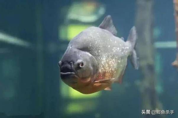 亞馬遜河魚類繁殖習(xí)性，亞馬遜河魚類的繁殖習(xí)性 觀賞魚市場（混養(yǎng)魚） 第5張