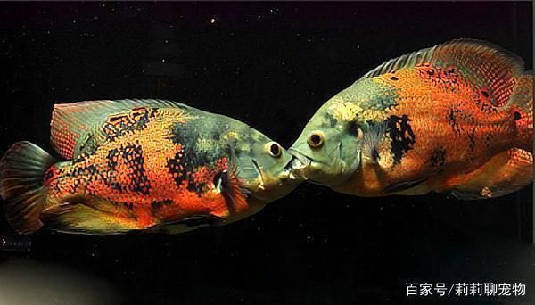 如何減少水族箱內(nèi)魚沖突，減少水族箱內(nèi)魚沖突的方法