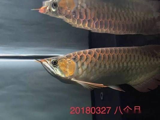 龍魚喂小甲魚的處理方法，喂龍魚小甲魚的注意事項(xiàng) 龍魚百科 第2張