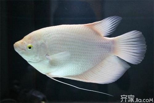 招財戰(zhàn)船魚繁殖成功率提升技巧，招財戰(zhàn)船魚繁殖容器布置指南,招財戰(zhàn)船魚繁殖后幼魚護理方法 觀賞魚市場（混養(yǎng)魚） 第3張