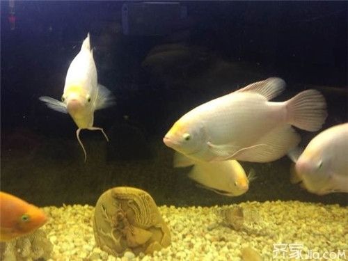 招財戰(zhàn)船魚繁殖成功率提升技巧，招財戰(zhàn)船魚繁殖容器布置指南,招財戰(zhàn)船魚繁殖后幼魚護理方法 觀賞魚市場（混養(yǎng)魚） 第1張