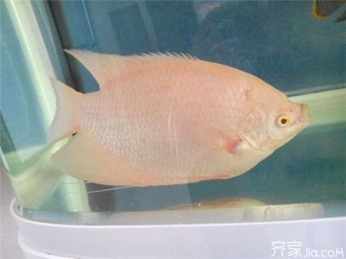 招財戰(zhàn)船魚繁殖成功率提升技巧，招財戰(zhàn)船魚繁殖容器布置指南,招財戰(zhàn)船魚繁殖后幼魚護理方法 觀賞魚市場（混養(yǎng)魚） 第2張