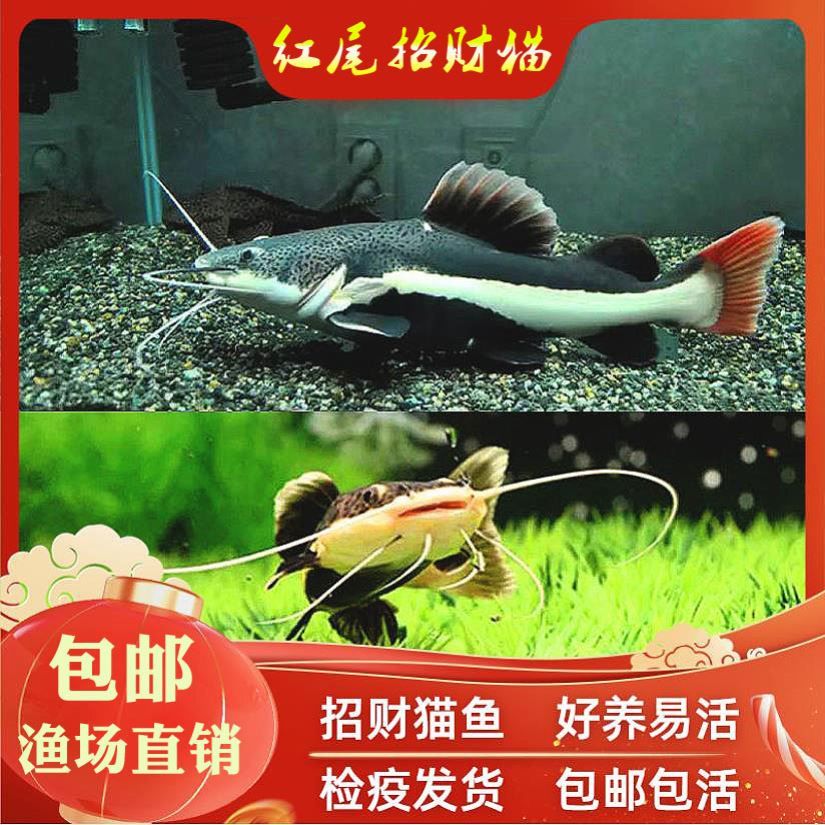 狗仔招財(cái)貓魚的繁殖方法，招財(cái)魚繁殖后如何分養(yǎng)，招財(cái)魚繁殖失敗常見原因 觀賞魚市場(chǎng)（混養(yǎng)魚） 第1張