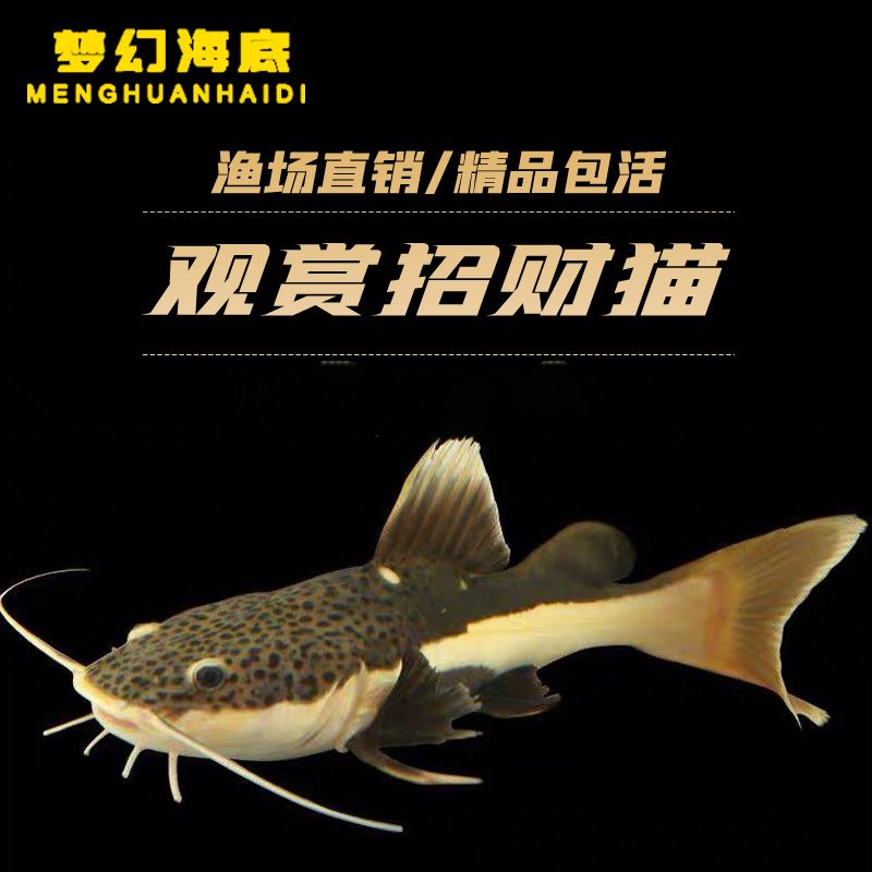 狗仔招財(cái)貓魚的繁殖方法，招財(cái)魚繁殖后如何分養(yǎng)，招財(cái)魚繁殖失敗常見原因 觀賞魚市場(chǎng)（混養(yǎng)魚） 第3張