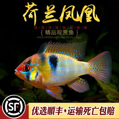 鳳凰魚繁殖后幼魚護(hù)理，關(guān)于鳳凰魚繁殖后幼魚的護(hù)理 觀賞魚市場(chǎng)（混養(yǎng)魚） 第1張