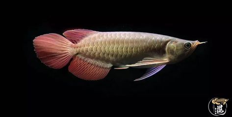 龍魚缸ph6.0正常嗎，龍魚缸ph值6.0是否正常 魚缸百科 第1張