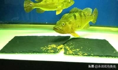 奧里諾三間魚繁殖技術(shù)要點(diǎn)，奧里諾三間魚的繁殖技術(shù)要點(diǎn) 觀賞魚市場(chǎng)（混養(yǎng)魚） 第3張