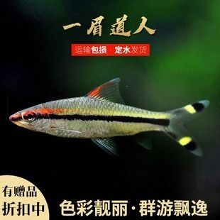 一眉道人魚苗成長速度，一眉道人魚苗最佳飼養(yǎng)溫度 觀賞魚市場（混養(yǎng)魚） 第1張