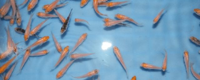 一眉道人魚苗成長速度，一眉道人魚苗最佳飼養(yǎng)溫度 觀賞魚市場（混養(yǎng)魚） 第3張